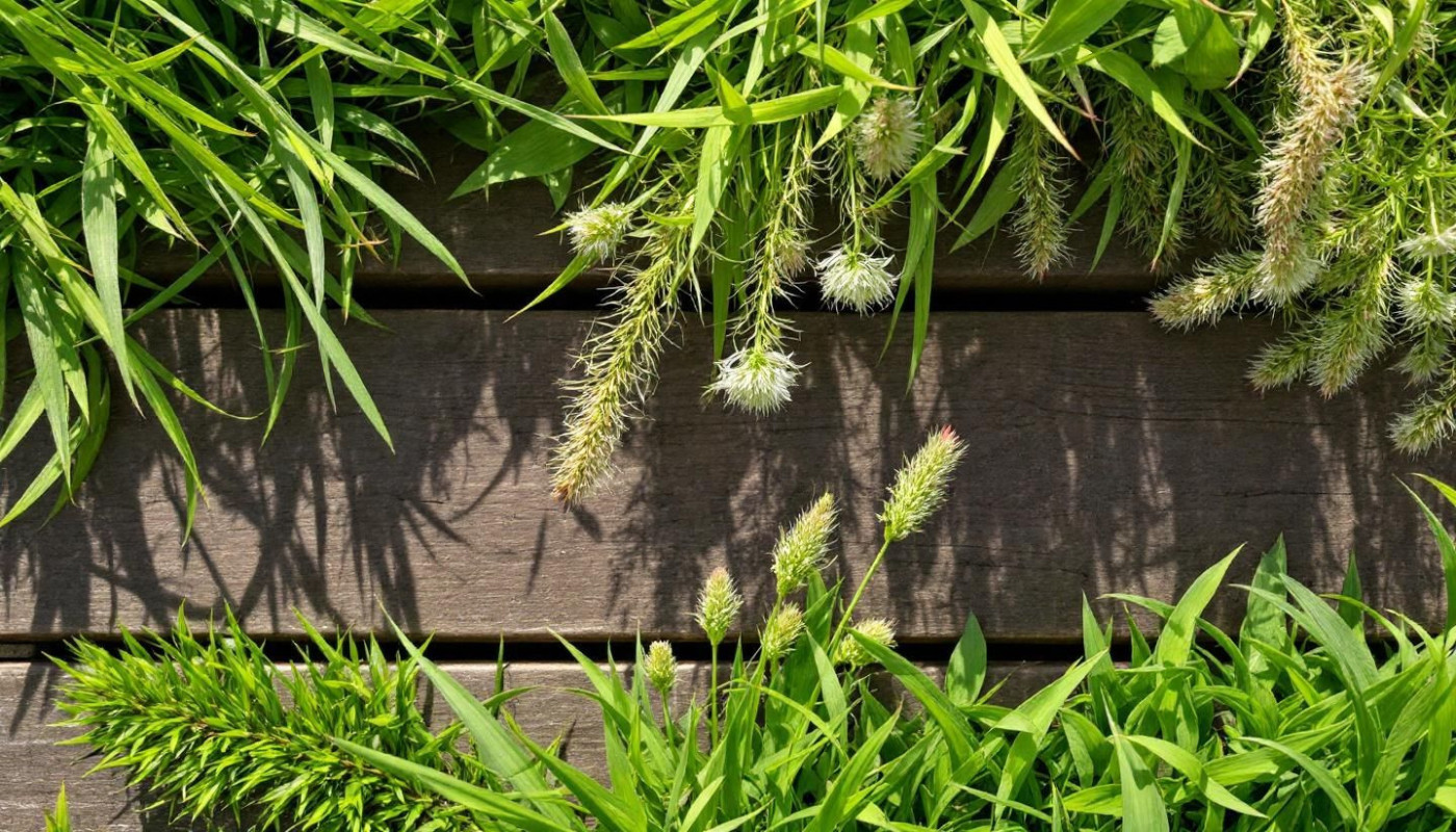 Comment choisir le type de pelouse adapté à votre climat ?